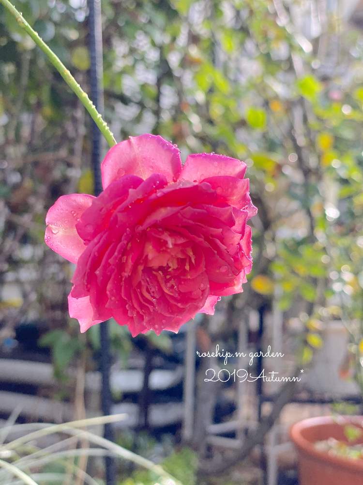 小さな庭の画像 by みわぞぅさん | 小さな庭とマイ・コレクションと薔薇好きとバラ・イングリッシュローズと手作りの庭と風景写真とマイガーデンとGS映えと花自慢と鉢植えとナチュラルスタイルとガーデニングと小さな小さな庭と花のある暮らしと薔薇♪とロザリアンとバラを楽しむと咲いた!