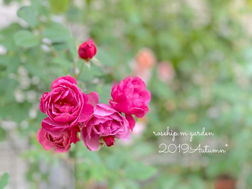 小さな庭の画像 by みわぞぅさん | 小さな庭とマイ・コレクションと薔薇好きと手作りの庭と風景写真とマイガーデンとGS映えと花自慢と鉢植えと京阪F&Gローズとナチュラルスタイルとガーデニングと小さな小さな庭と花のある暮らしと薔薇♪とロザリアンとバラを楽しむと咲いた!