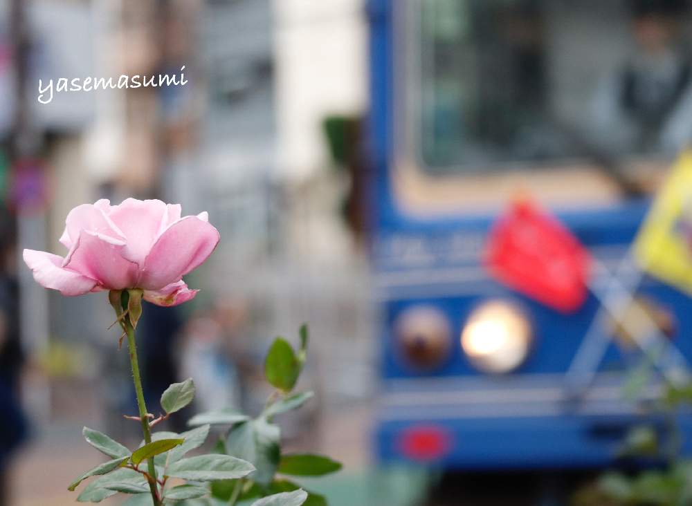 お出かけ先の画像 by yasemasumiさん | お出かけ先と薔薇とみどりのある暮らしと癒やしとばら バラ 薔薇とピンクの花と水曜ローズショーと都電荒川線と路面電車と可愛いなあ♡と花のある暮らしとレイトショーとかわいいな♡とyase薔薇