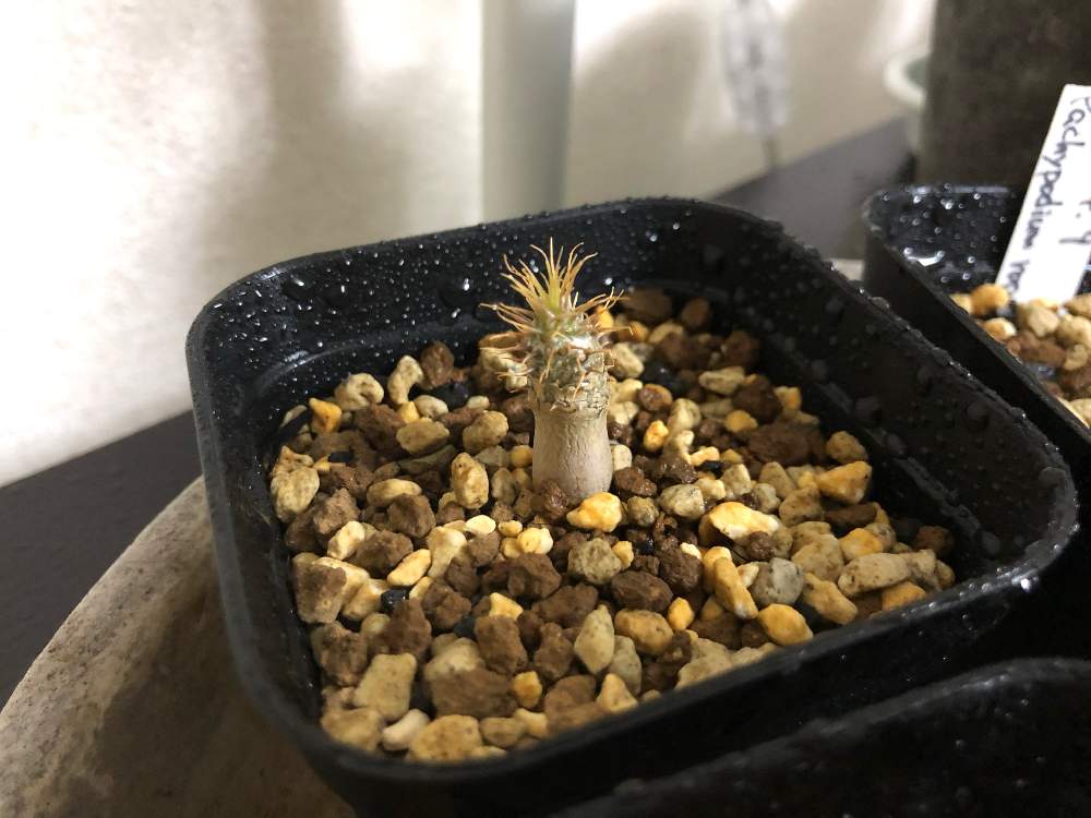 部屋の画像 by ちうさん | 部屋とパキポディウム・グラキリスと初心者ですと観葉植物とコーデックスと植中毒と実生記録とパキポと#パキポディウム•グラキリスと室内退避と実生と塊根植物と成長記録と珍奇植物と転倒注意と葉っぱ派とグラキリス実生とビザールプランツ