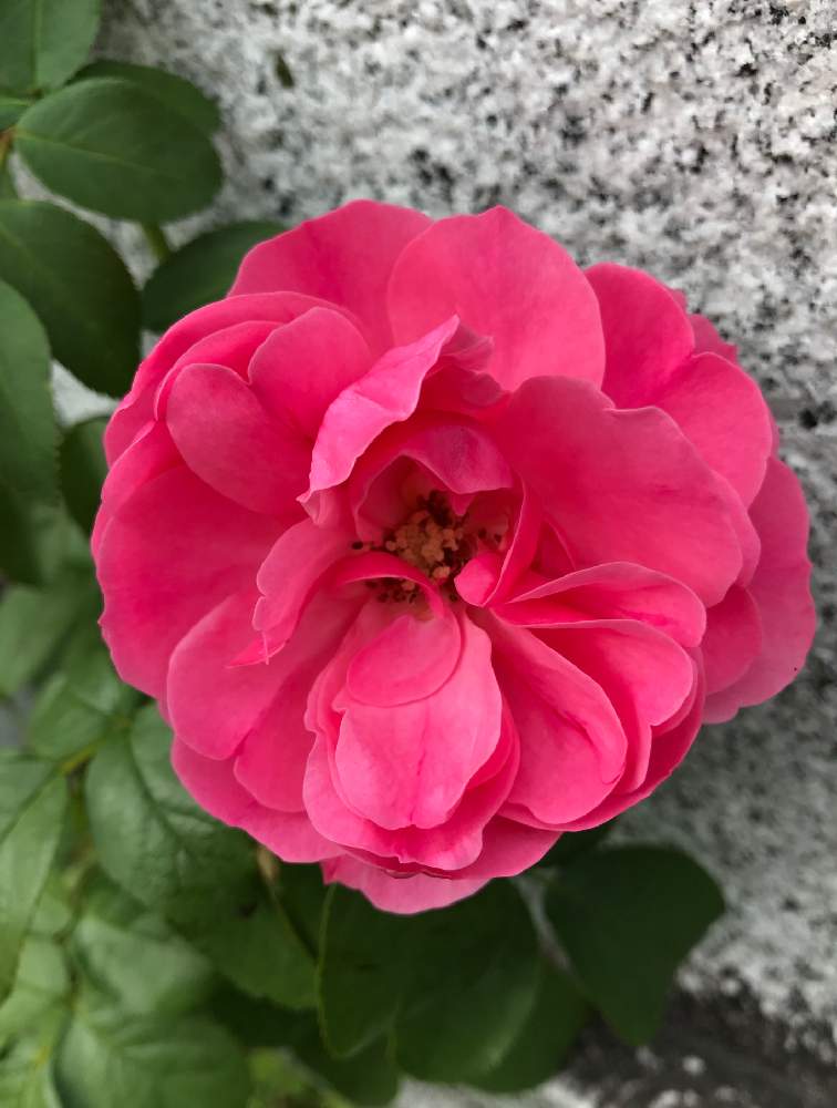 お出かけ先の画像 by バジルさん | お出かけ先と薔薇とばらとお散歩とバラの地植えと花のある暮らしととおりががり