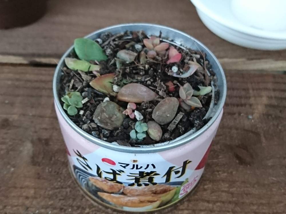 の画像 by パパさん | 多肉植物と植え替えと福岡