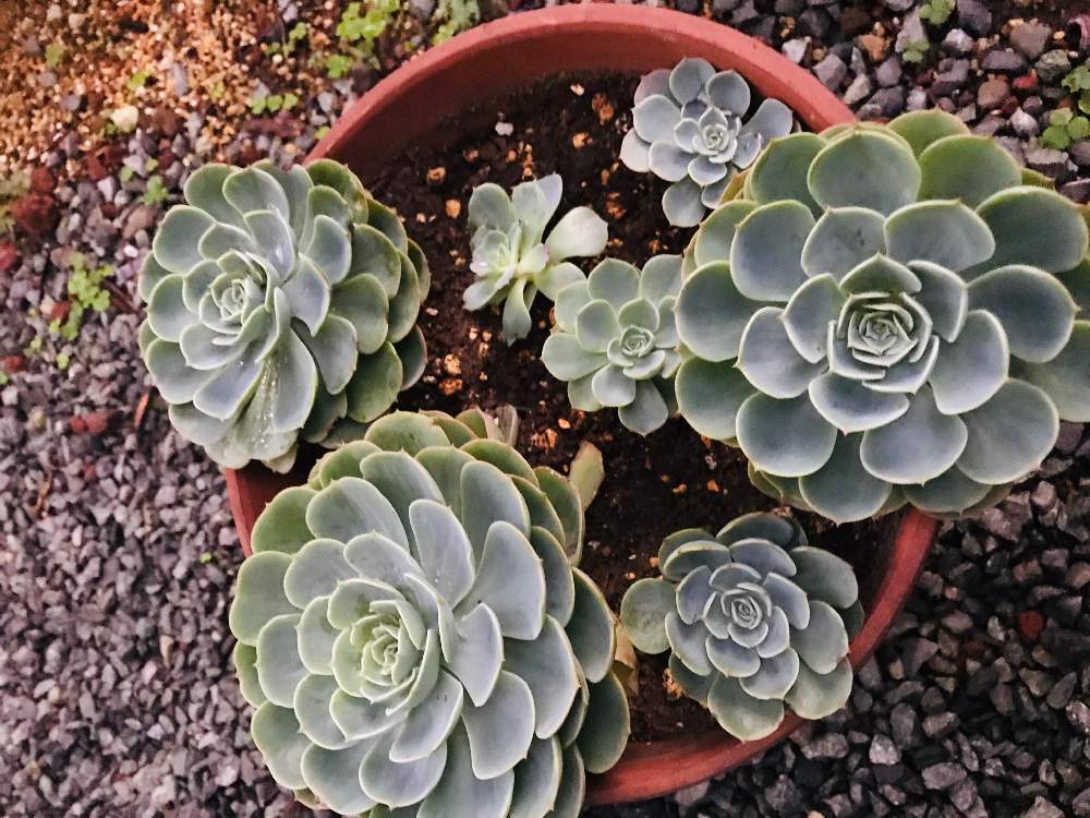 棚の画像 by masayukiさん | 棚と七福神とエケベリア 七福神と多肉植物と寄植えと花のある暮らしといただきもの