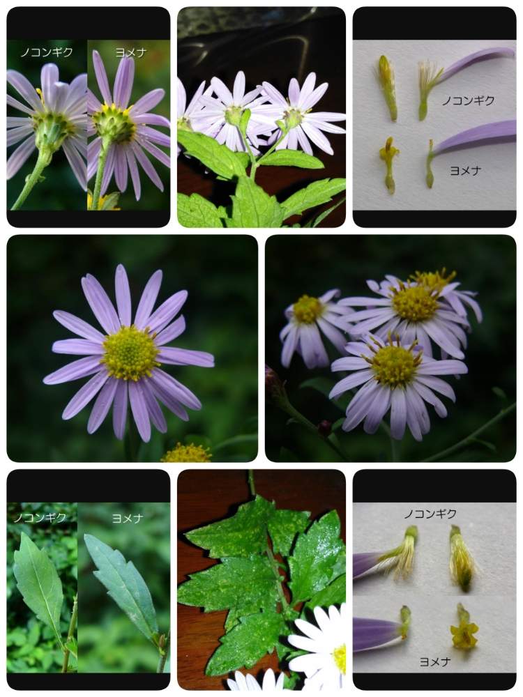 小さな庭の画像 by ガラスビンさん | 小さな庭と野の花とGS 日和と自然風の庭作りと秋の気配とお花がさいたよと花のある暮らし