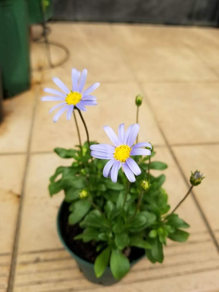 小さな庭の画像 by ニワバラベラバラさん | 小さな庭とブルーデージーと紫色の花と青い花とブルーデージー♪と花のある暮らしとお花のある生活と青い花マニアと紫の花とむらさき❇︎