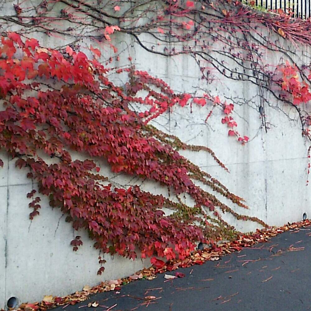 お出かけ先の画像 by non*noさん | お出かけ先と秋のいろと蔦の壁と蔦の紅葉、と北海道とナチュラルアートと北海道から秋色お届けと北国の紅葉