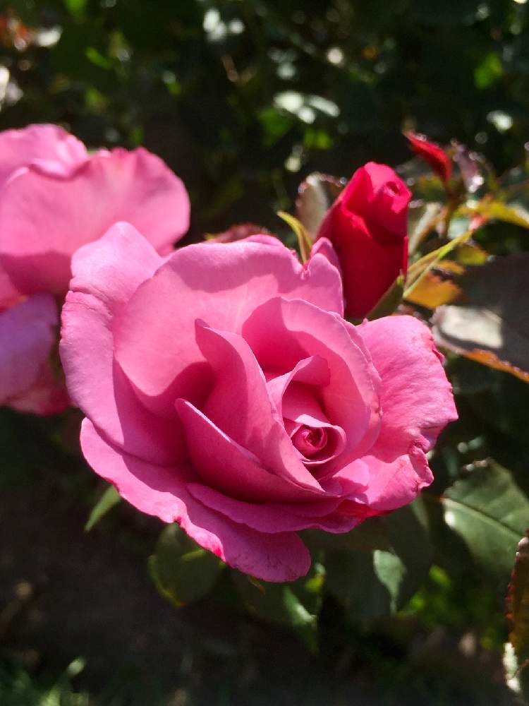 お出かけ先の画像 by モカさん | お出かけ先と薔薇(^^)と大船フラワーセンター(^^)
