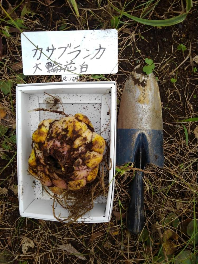 の画像 by 雀さん | 花のある暮らしと純白の花とボランティア公園と何処まで伸びる