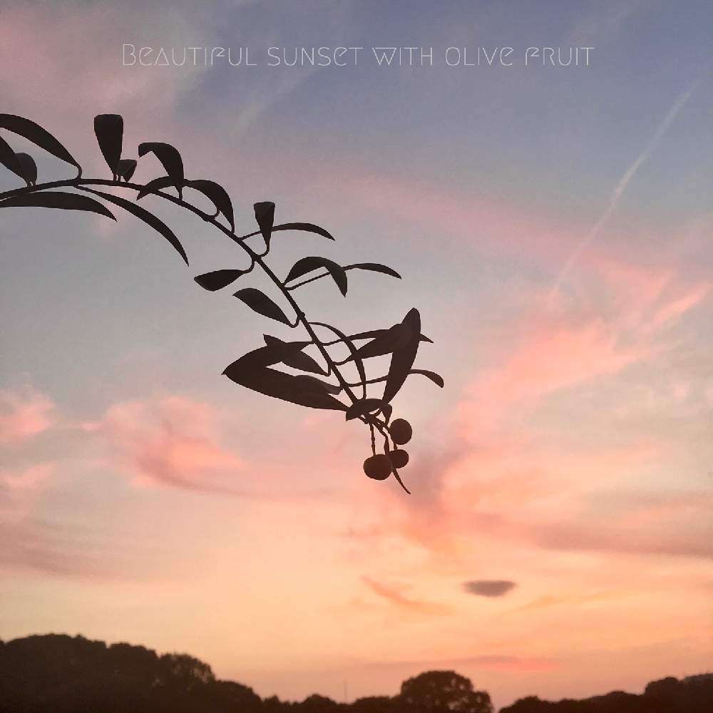 バルコニー/ベランダの画像 by yuki*さん | バルコニー/ベランダとオリーブとオリーブ アルベキナと夕焼けと夕焼けと植物と夕日を浴びてとマーブル模様のような夕焼け