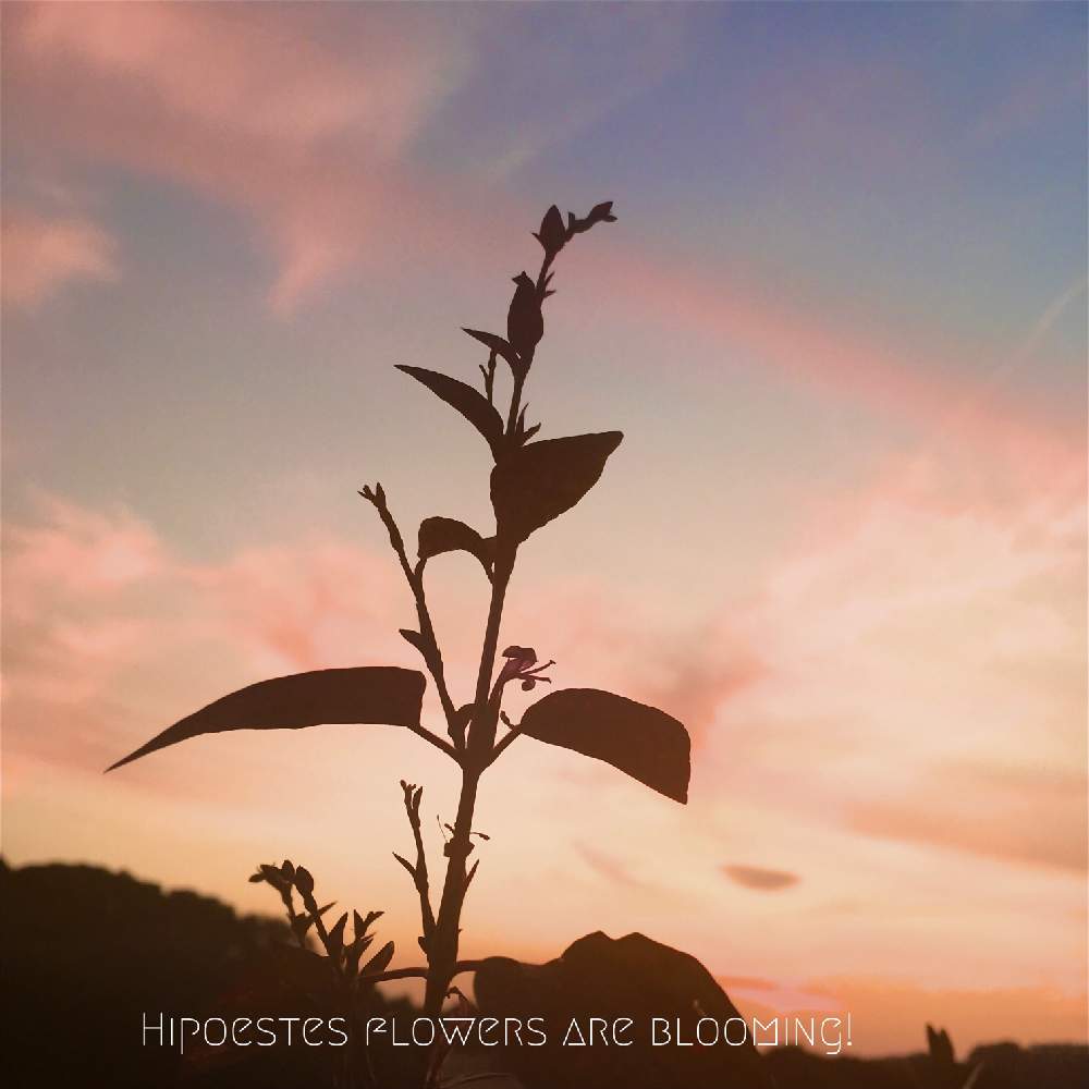 バルコニー/ベランダの画像 by yuki*さん | バルコニー/ベランダとヒポエステスと夕焼けと夕焼けと植物と夕日を浴びてとマーブル模様のような夕焼け