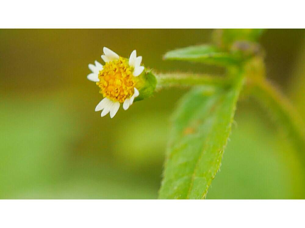 の画像 by レモン⚽️さん | ハキダメギクと掃溜菊とるみっくすとマクロ撮影と路傍の花とミラーレス一眼と花のある暮らしとM.ZuikoとM.ZUIKO ED 60mm F2.8 Macro