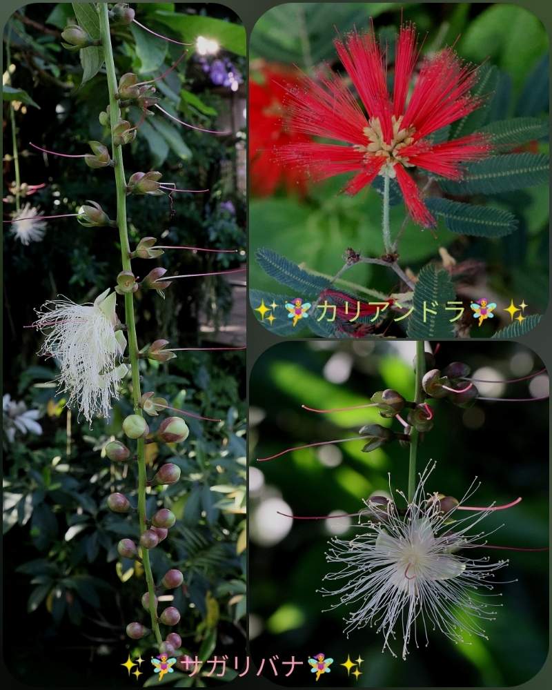 お出かけ先の画像 by ringoさん | お出かけ先とサガリバナとカリアンドラと植物園と秋晴れ☀