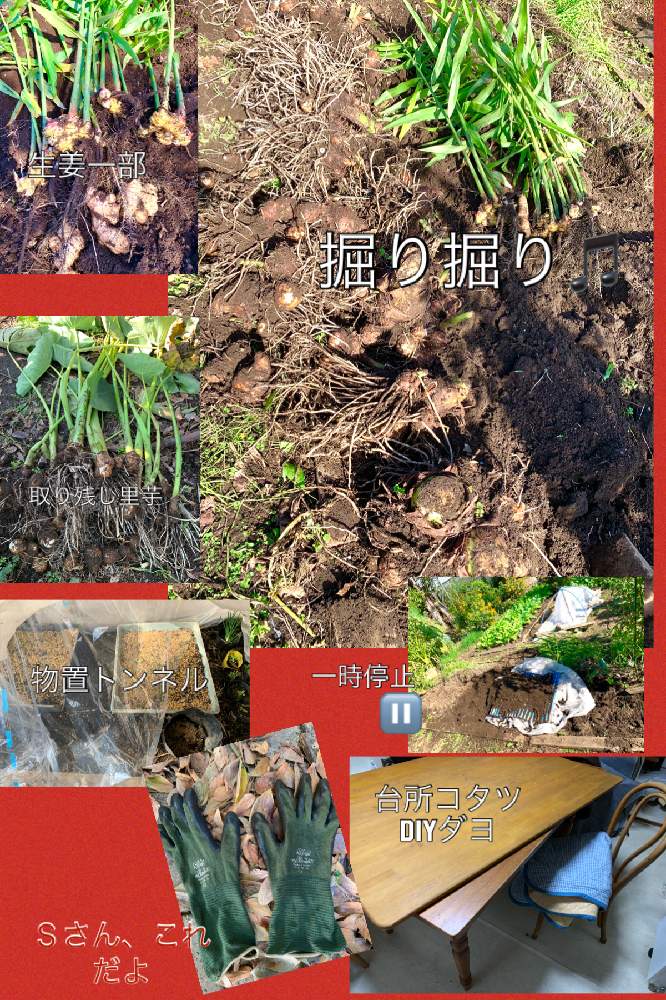 畑の画像 by kane flowerさん | 畑とサトイモと生姜と家庭菜園奮闘日記と家庭菜園とおうちde菜園と私畑と中ぐらいの庭と埼玉県と2019 K.F 家庭菜園と自家製野菜と無農薬有機栽培と無農薬 無化学肥料栽培とK.F家庭菜園