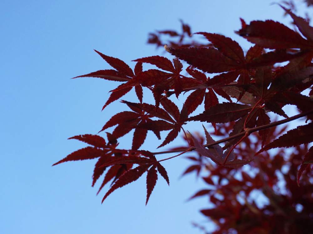 小さな庭の画像 by mint teaさん | 小さな庭と写真とお気に入り♡と花壇とGS映えと我が家のお庭の紅葉フォトコンとガーデニングと花のある暮らしとキレイな葉っぱ