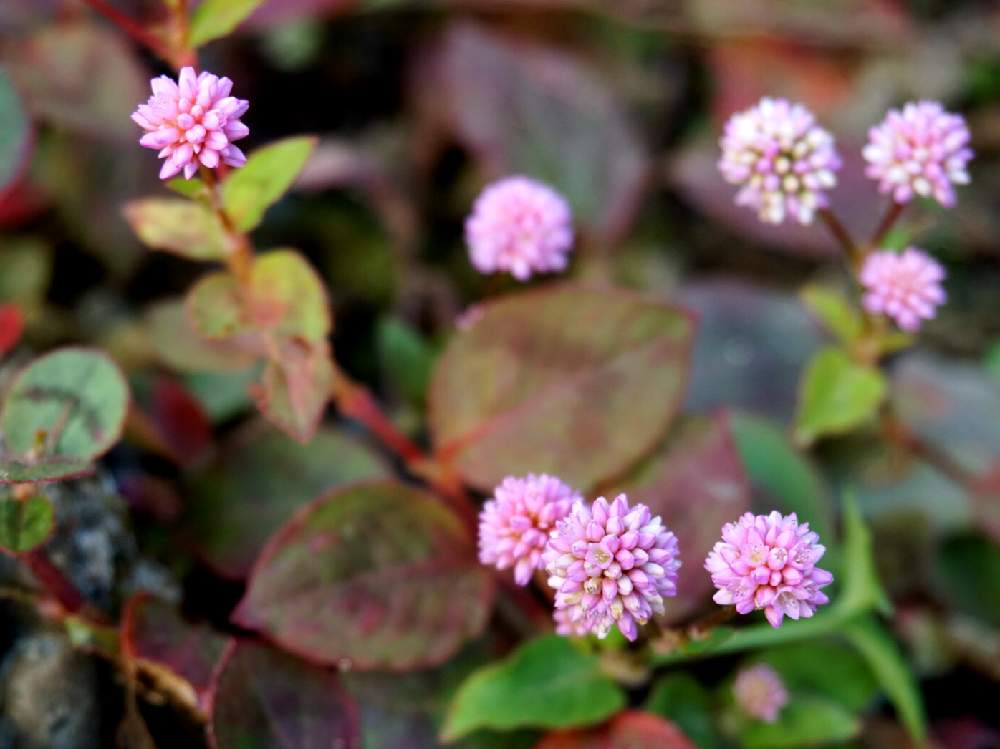 小さな庭の画像 by mint teaさん | 小さな庭とヒメツルソバ(ポリゴナム)と写真とピンクの花とお気に入り♡と元気な花とガーデニングと花のある暮らしと地植え