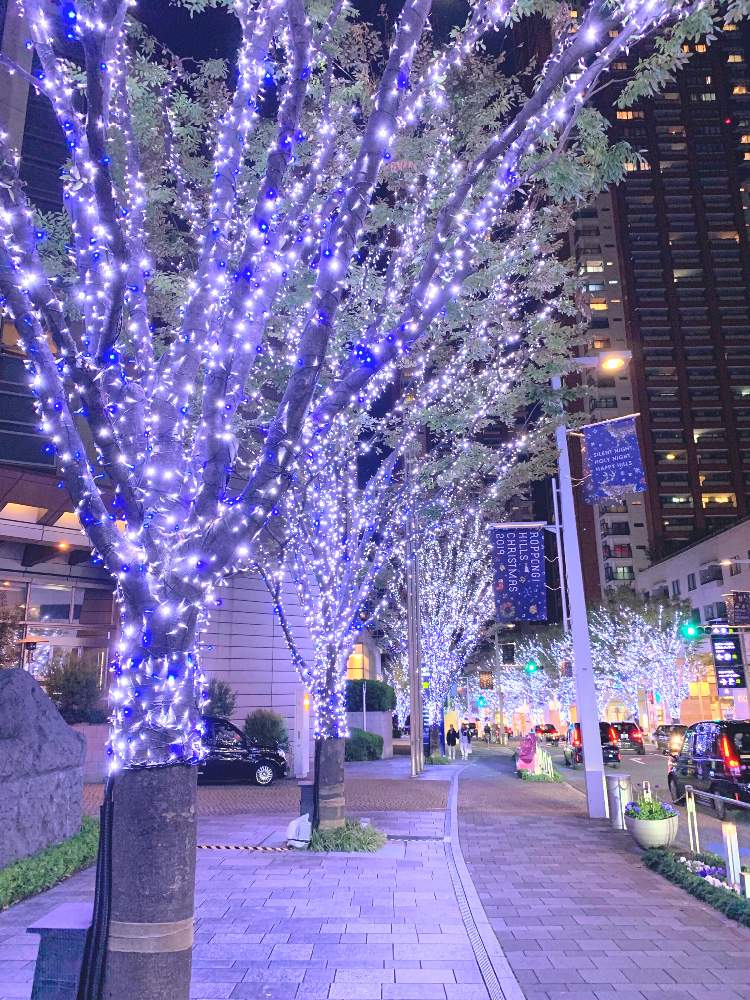 お出かけ先の画像 by チャーさん | お出かけ先とケヤキとチャーさんのリポートとマムシグサ*と東京の風物詩と季節の 便りとチャーさんの 里山歩きと里山歩きとけやき坂とイルミネーション