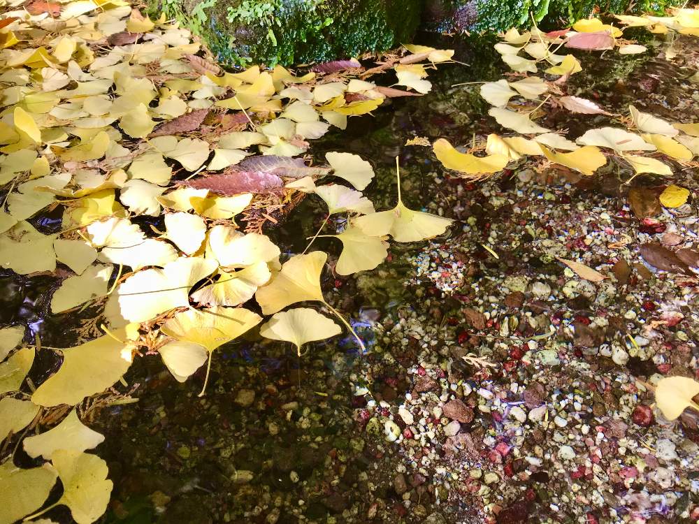お出かけ先の画像 by angelさん | お出かけ先とイチョウと湧き水と落ち葉と八ヶ岳山麓と大滝湧水