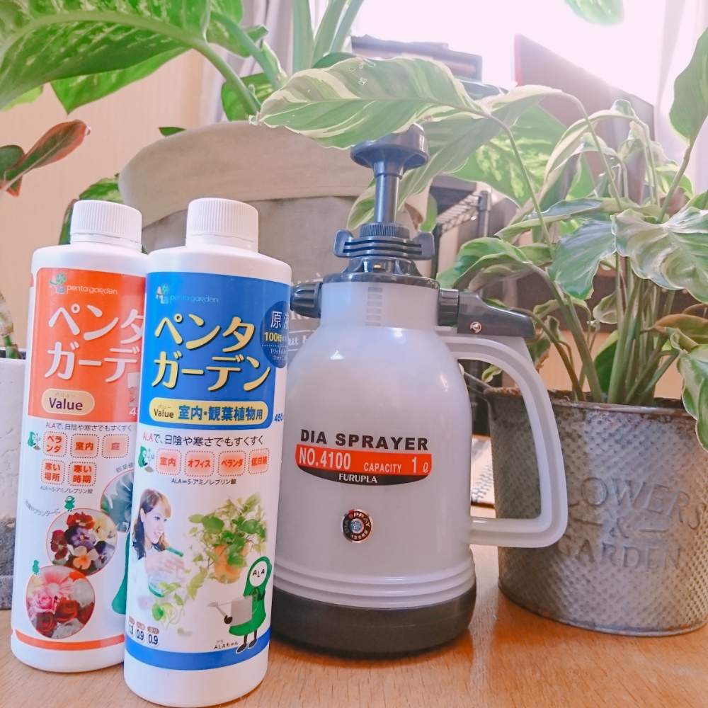 部屋の画像 by ミムラさん | 部屋とカラテア・エンペラーとインドアグリーンとみどりのある暮らしと観葉植物とボタニカルライフとペンタガーデンと緑のある暮らし