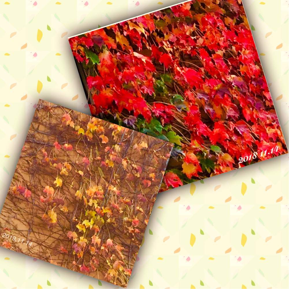 壁/天井の画像 by ☆*:.バジル .:*☆さん | 壁/天井と夏蔦の紅葉とつたと蔦の壁と花のある暮らしと茶色い秋