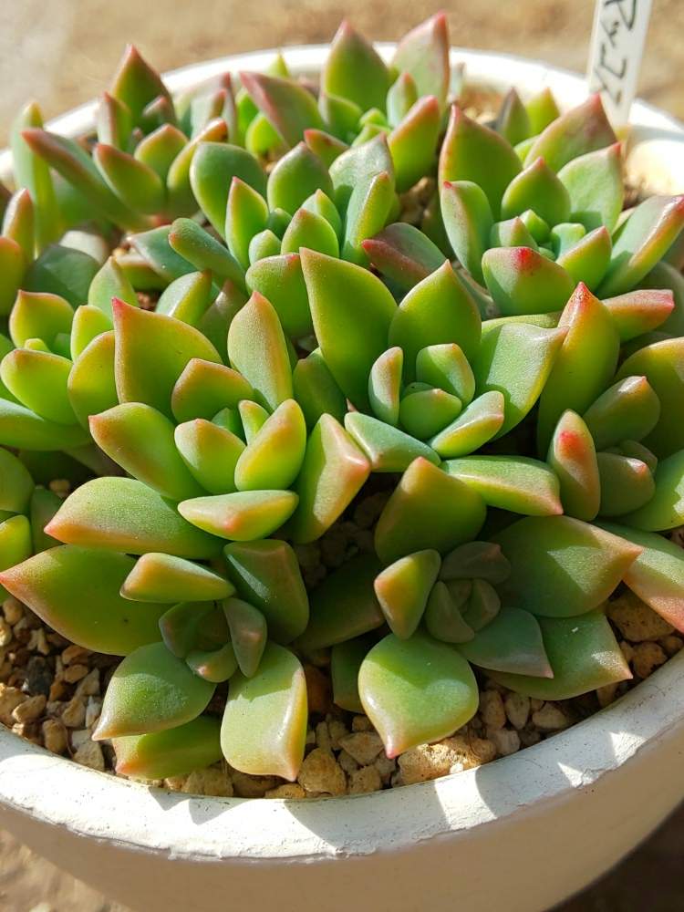 棚の画像 by たっちんさん | 棚とマッコスと多肉植物とセデベリア属と多肉のある暮らしと多肉ラボ©と花のある暮らしと別名同種の多肉さんとたっちんのマッコス