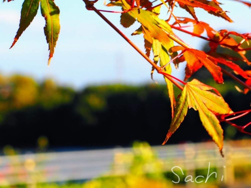 の画像 by sachiさん | もみじと残したい風景と水のある風景と紅葉(こうよう)と花のある暮らしと寄り道と鈴鹿・亀山とボタニカルスポット2019秋