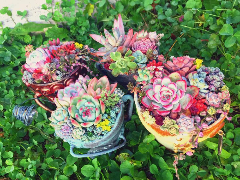広い庭の画像 by ☆REI☆さん | 広い庭と多肉中毒と多肉植物とリメ缶とビザールさんファームイベントとGS映えと多肉植物寄せ植えとエケベリア属と多肉女子とタニラーとスチパン鉢とbizarre farm autumn fesと山梨県と山梨タニラーと多肉寄せ植えと『秋の紅葉多肉』フォトコンテスト