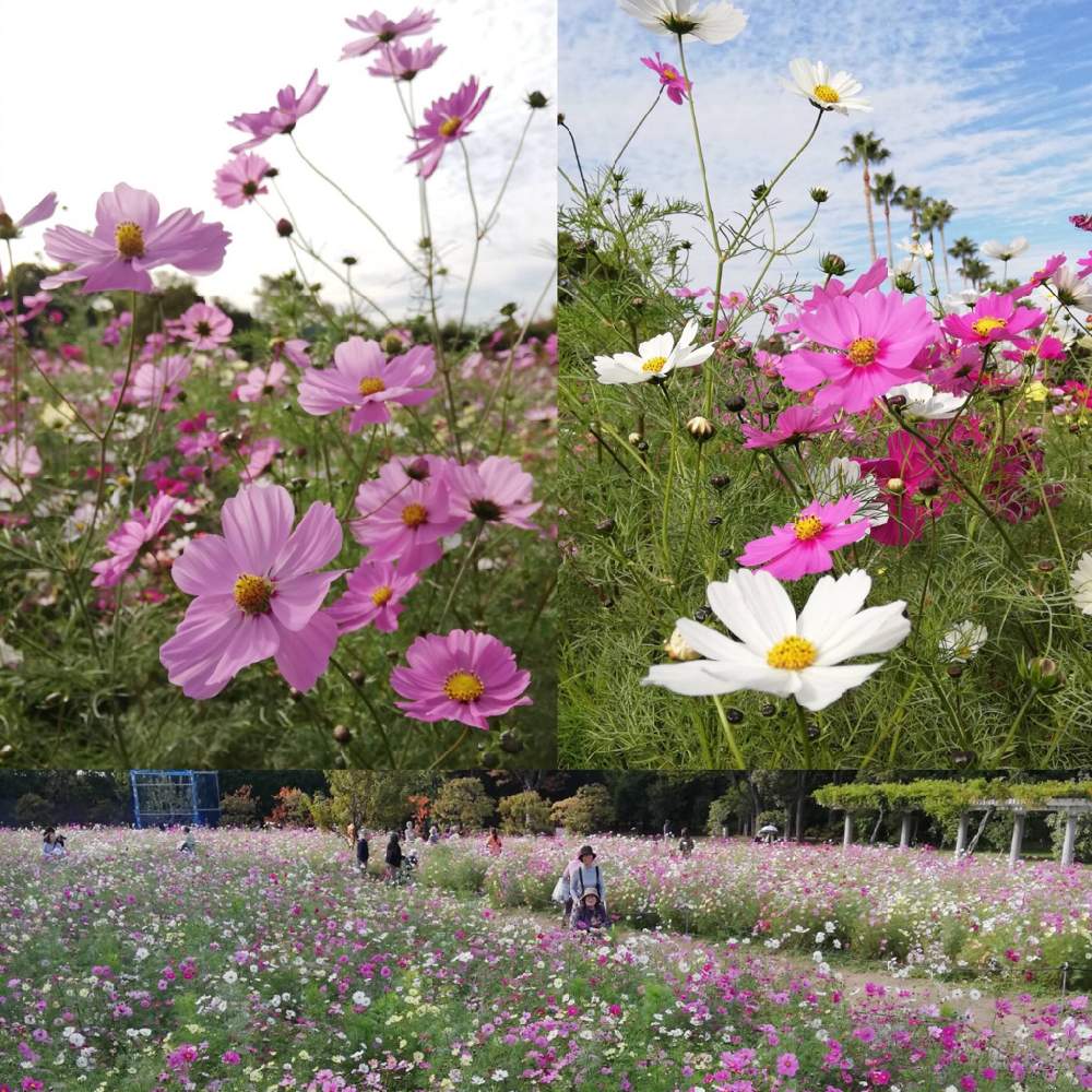 お出かけ先の画像 by たらさん | お出かけ先と公園ときれいと植物園とGreenSnapmarcheと長居植物園と秋コスモスと花のある暮らしとGREEN UP!