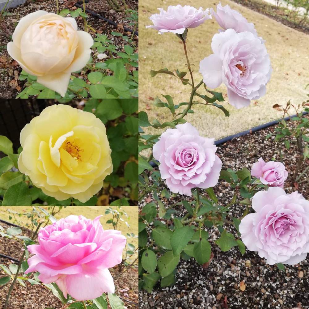 お出かけ先の画像 by たらさん | お出かけ先とバラ園と公園ときれいと植物園とGreenSnapmarcheと長居植物園と花のある暮らしとかわいいとGREEN UP!