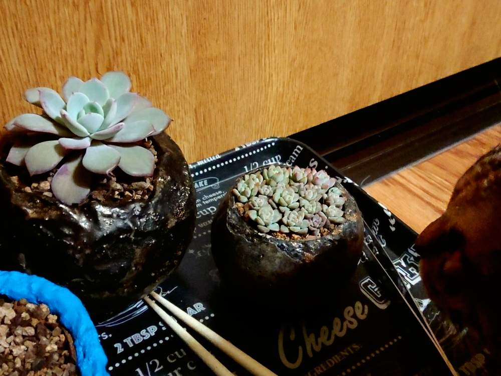 部屋の画像 by しぃさん | 部屋とプロリフィカとみいパトロール隊と多肉植物と猫のいる生活とOMTN©とリメ缶・リメ鉢とNape鉢と成長記録