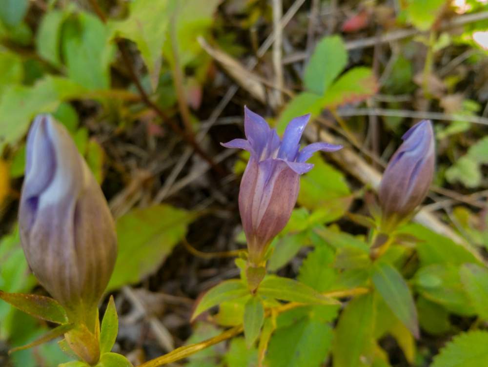 お出かけ先の画像 by ざっき~さん | お出かけ先とリンドウと薄ムラサキの花と野草と山道とかわいい雑草と山野草と道路脇と林の中と道路沿いと花のある暮らしとかわいい花と山の上