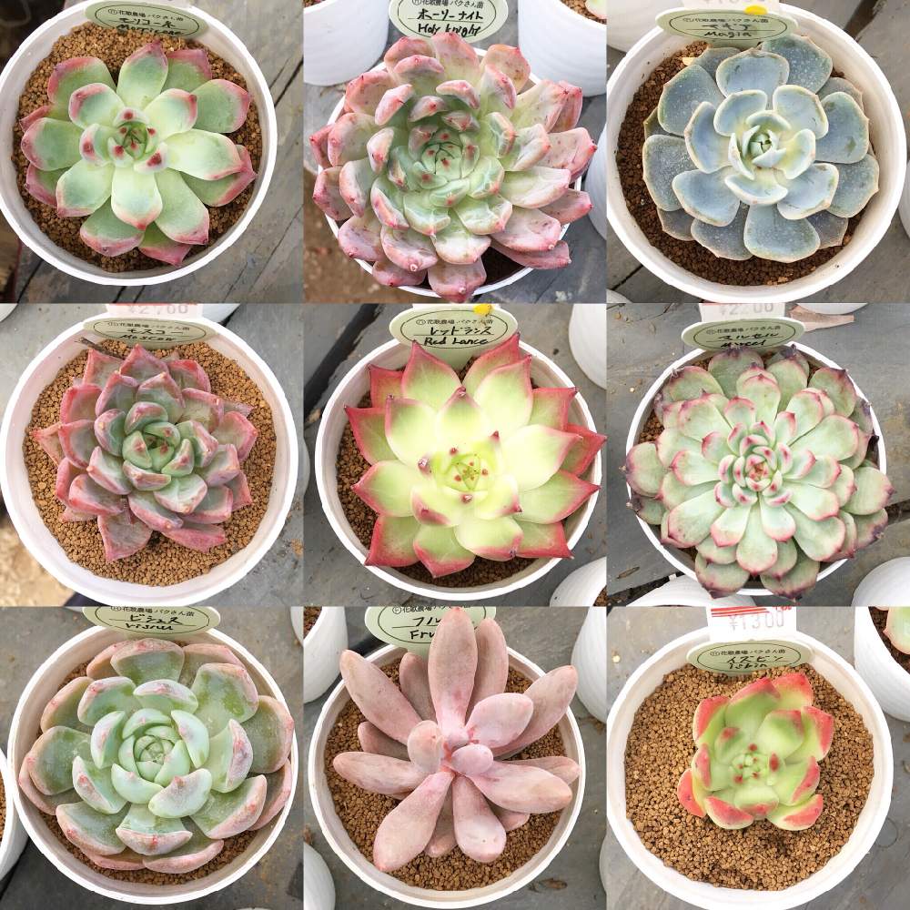 の画像 by 多肉植物専門店 RuPo“ルポ”さん | 韓国苗販売とハオルチア属と花歌農場パクさん苗とパクさん苗フェアとRUPOと セクンダとブランド苗とRuPoさんと韓国産と和歌山と和歌山 RuPoと紅葉(こうよう)とパク産苗★とエケベリア女子と多肉女子と夏越し多肉とパクさん苗と韓国苗と多肉 桜吹雪とルポ