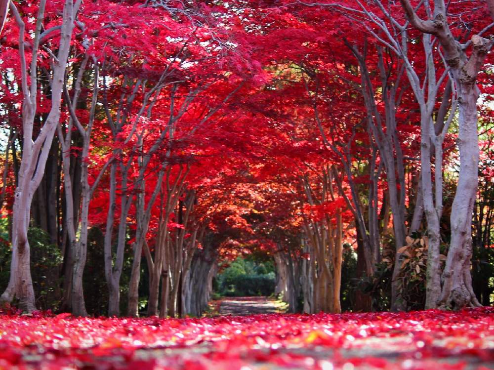 お出かけ先の画像 by jillさん | お出かけ先と紅葉とヤマモミジとノムラモミジともみじと平岡樹芸センターと紅葉のトンネルとGS映えとGS日和と今日の一枚ともみじのトンネルと紅葉(こうよう)と紅葉狩りとボタニカルスポット2019秋