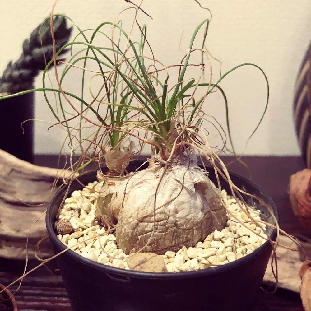 インテリアの画像 by Yumixpicoさん | インテリアとオーニソガラム・カウダツムと植物のある暮らしと植中毒と新入生と熱帯植物大好きと多肉女子と熱帯植物とかわいいヤツと癒しのインテリア