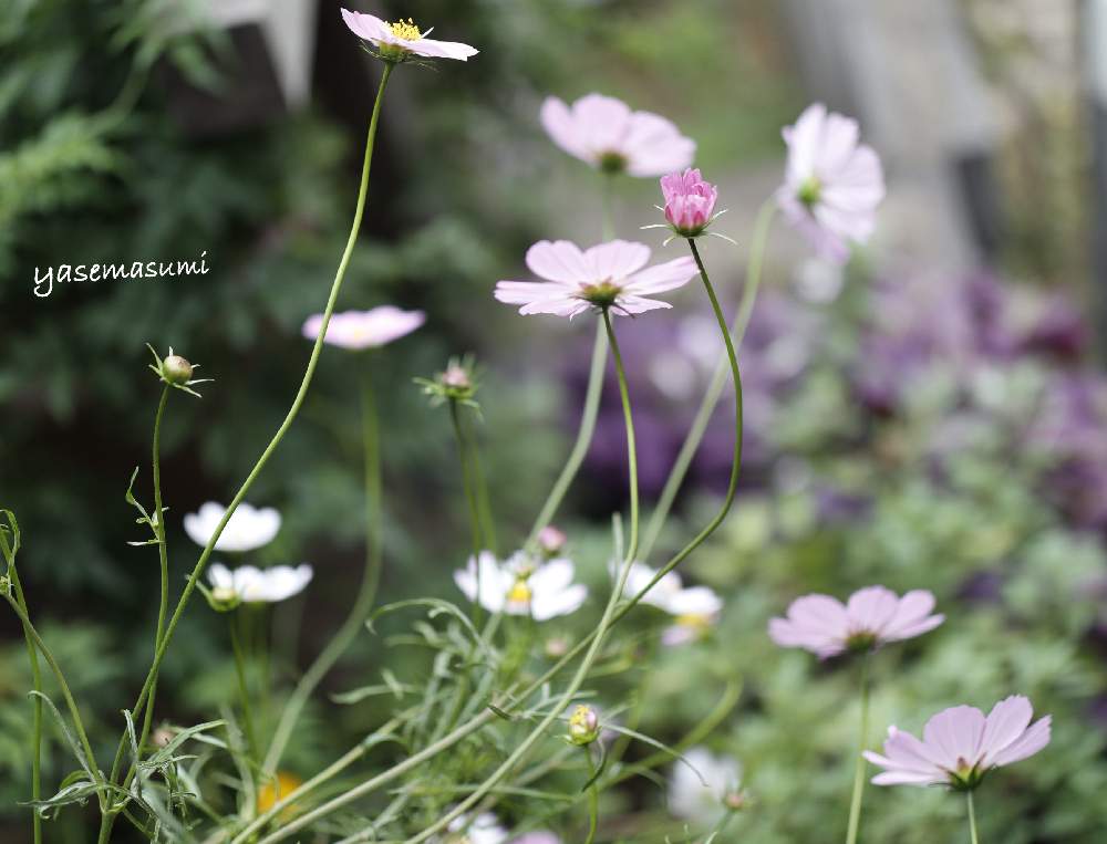小さな庭の画像 by yasemasumiさん | 小さな庭とコスモスとみどりのある暮らしと癒やしとピンクの花とお庭のお花と可愛いなあ♡とガーデニングと花のある暮らしと白い花とかわいいな♡