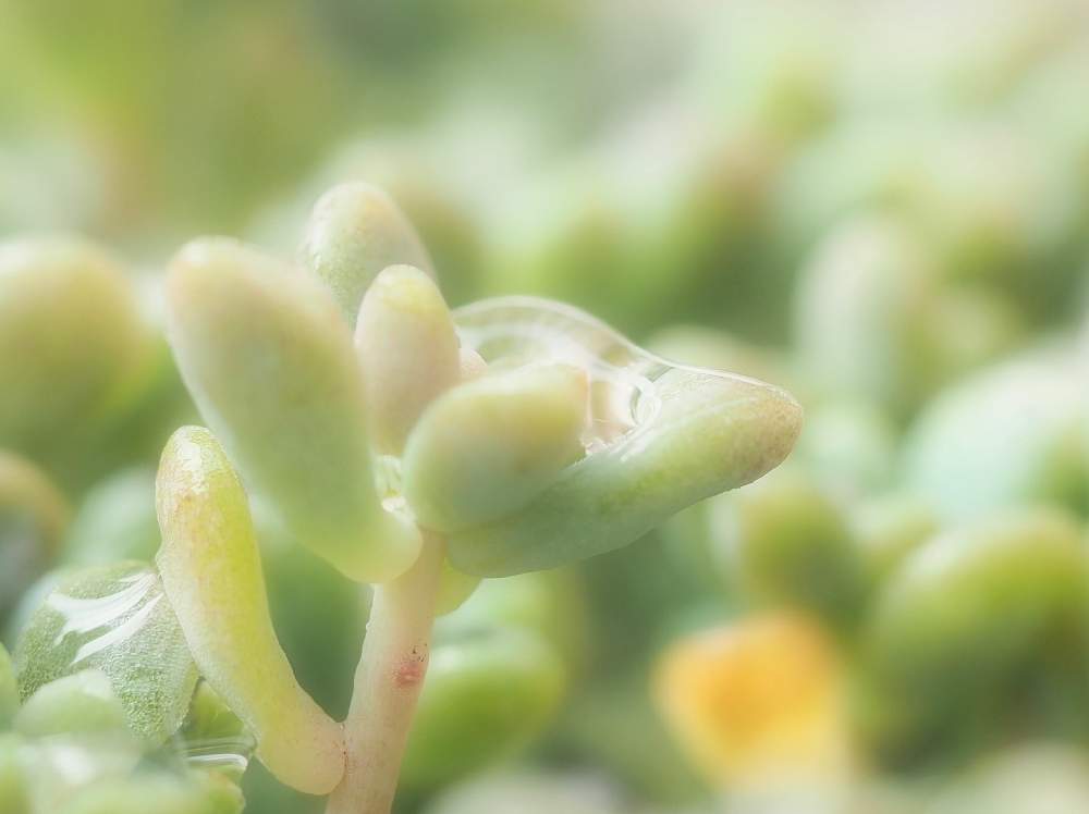 バルコニー/ベランダの画像 by Evergreen♪さん | バルコニー/ベランダとグラプトペタルム 姫秀麗と多肉植物とガーデニングとベランダガーデニングと写真とマクロレンズとGS映えと多肉女子とミラーレス一眼と写真好き