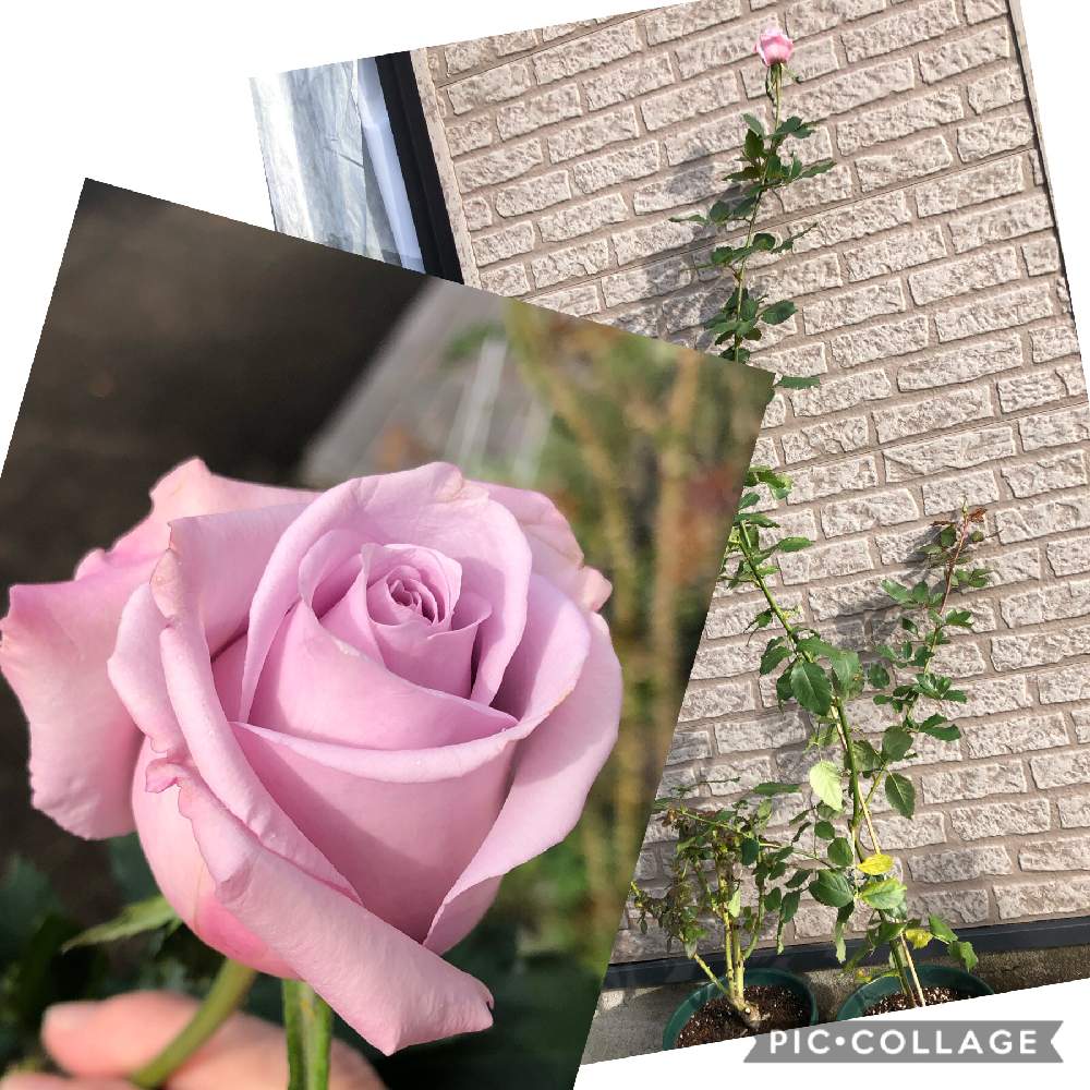 テラスの画像 by まゆらさん | テラスと薔薇 名無しと挿し木から成長と薔薇好きとバラ・名無しとネコ大好き