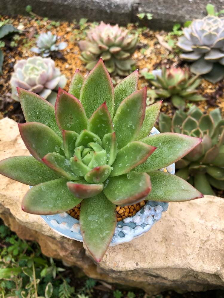 小さな庭の画像 by Misakiさん | 小さな庭とアガボイデスhybとPOTS鉢と多肉植物とSucculentgardenMisakiと千葉県といつもありがとう♡と多肉大好きと多肉が癒しですと誕生日プレゼントと多肉女子と多肉植物アレンジメントインストラクターと千葉タニラー