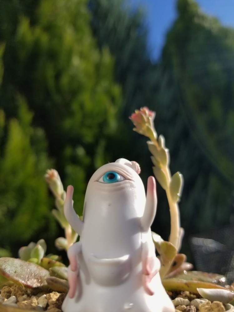 の画像 by そばちょこさん | HTCと全国オヤジ連合会NO.3と寄せ植えとヒグチユウコフィギュアと全国オヤジ連合会と植中毒とHTC NO.158と多肉女子とタニラーと多肉寄せ植え