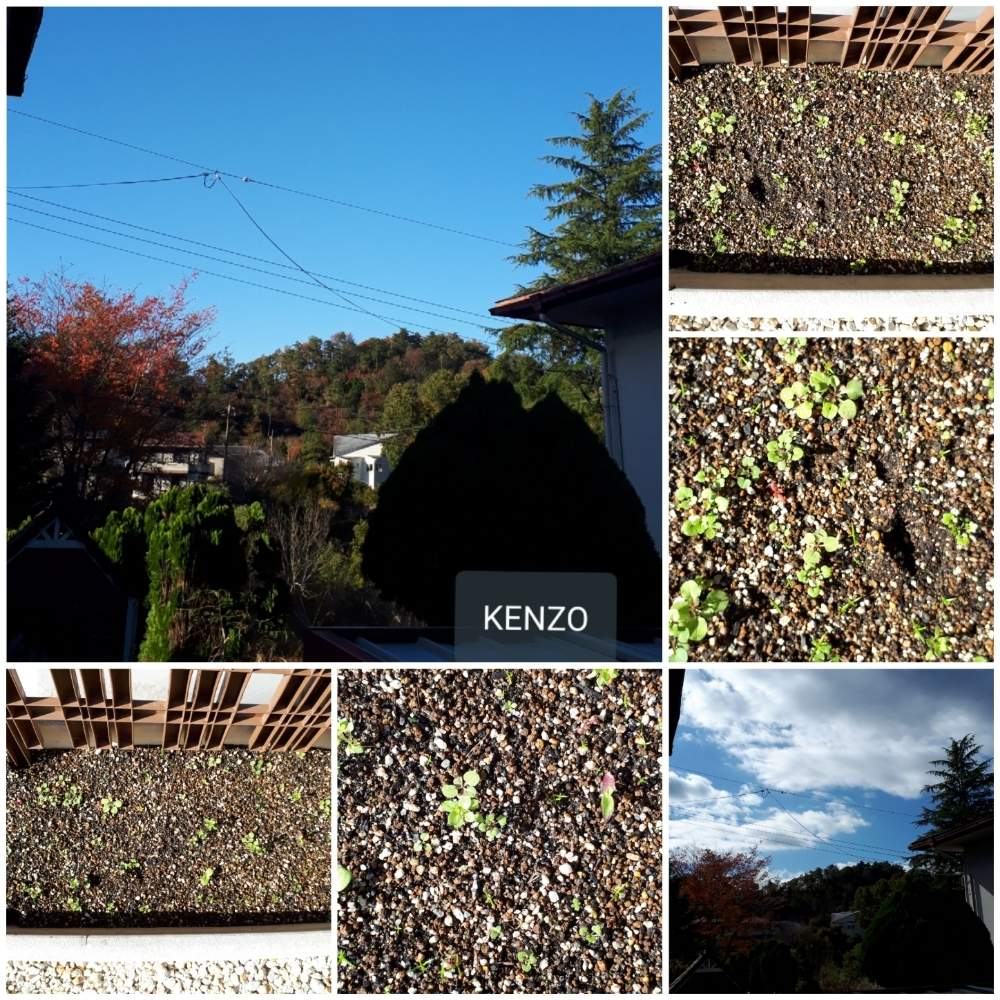 小さな庭の画像 by SENTIMENTAL-BOYさん | 小さな庭と植物のある暮らしと山野草と花言葉と庭のある暮らしと季節の変わり目とはなごよみと花好きと花のある暮らしと春夏秋冬と暮らしの仲間たちと秋まきと高山植物類
