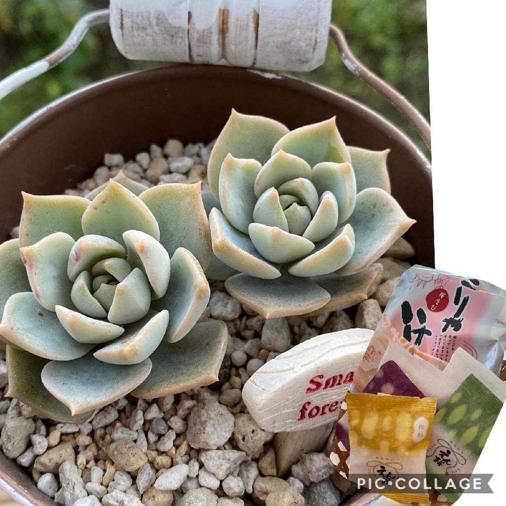 の画像 by ピエールさん | 多肉植物と多肉初心者です。と 白牡丹と花のある暮らしとかわいい多肉ちゃん