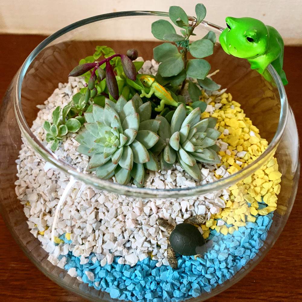 インテリアの画像 by たかかーんさん | インテリアと多肉植物と小物とガラス容器