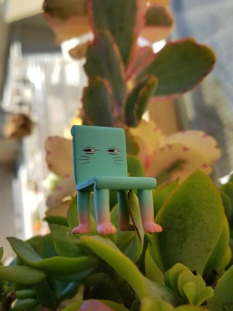 の画像 by そばちょこさん | HTCと全国オヤジ連合会NO.3と寄せ植えとヒグチユウコフィギュアと全国オヤジ連合会と植中毒とHTC NO.158と多肉女子とタニラーと多肉寄せ植え