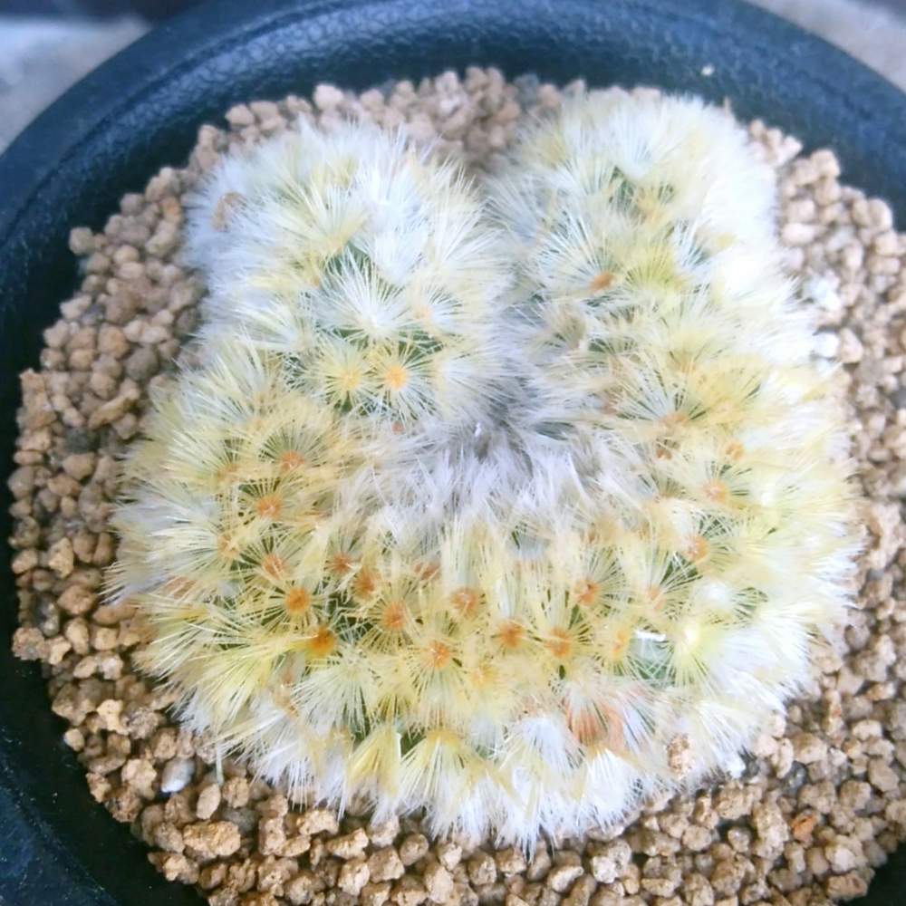 畑の画像 by CCCRスキさん | 畑とサボテンとカルメナエとカルメナエ綴化と多肉植物とサボテン科と癒し…と植中毒と多肉植物とサボテンとマミラリア属としあわせ♡とタニラーと綴化株と花のある暮らしとマミラリア属 カルメナエ
