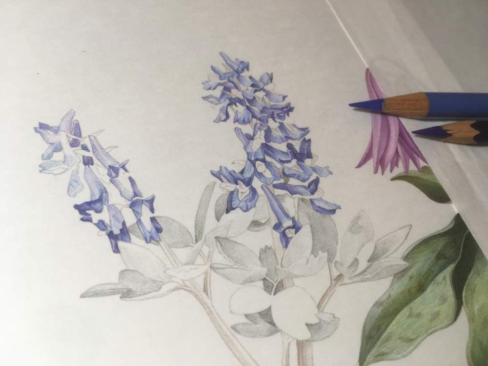 部屋の画像 by Eiさん | 部屋とエゾエンゴサクと山野草とボタニカルアートと植物画と北海道固有種とスプリングエフェメラルと北海道の生き物