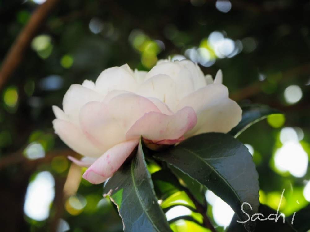 お出かけ先の画像 by sachiさん | お出かけ先とサザンカと樹木の花と今日の花便りと花のある暮らしと寄り道と鈴鹿・亀山とボタニカルスポット2019秋