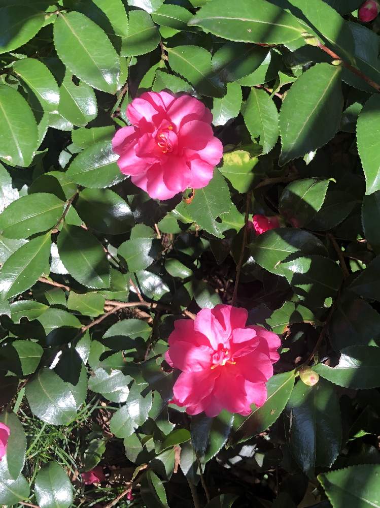 お出かけ先の画像 by Couperin♪さん | お出かけ先と花のある暮らしと秋の風景とサザンカ(山茶花)と公園の樹木