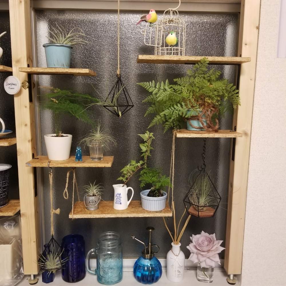 窓辺の画像 by まいこ。さん | 窓辺とバラ ダイヤモンドグレーと観葉植物と花のある暮らし