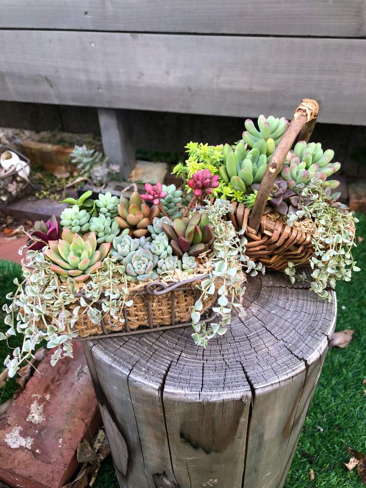 小さな庭の画像 by tousoukouさん | 小さな庭と多肉植物の寄植えと多肉植物と植物のある暮らしとバスケットと寄せ植えと癒しと今日の一枚と販売用と多肉女子と庭のある暮らしとガーデニングと多肉寄せ植えとsucculentと多肉植物 多肉の有るくらし