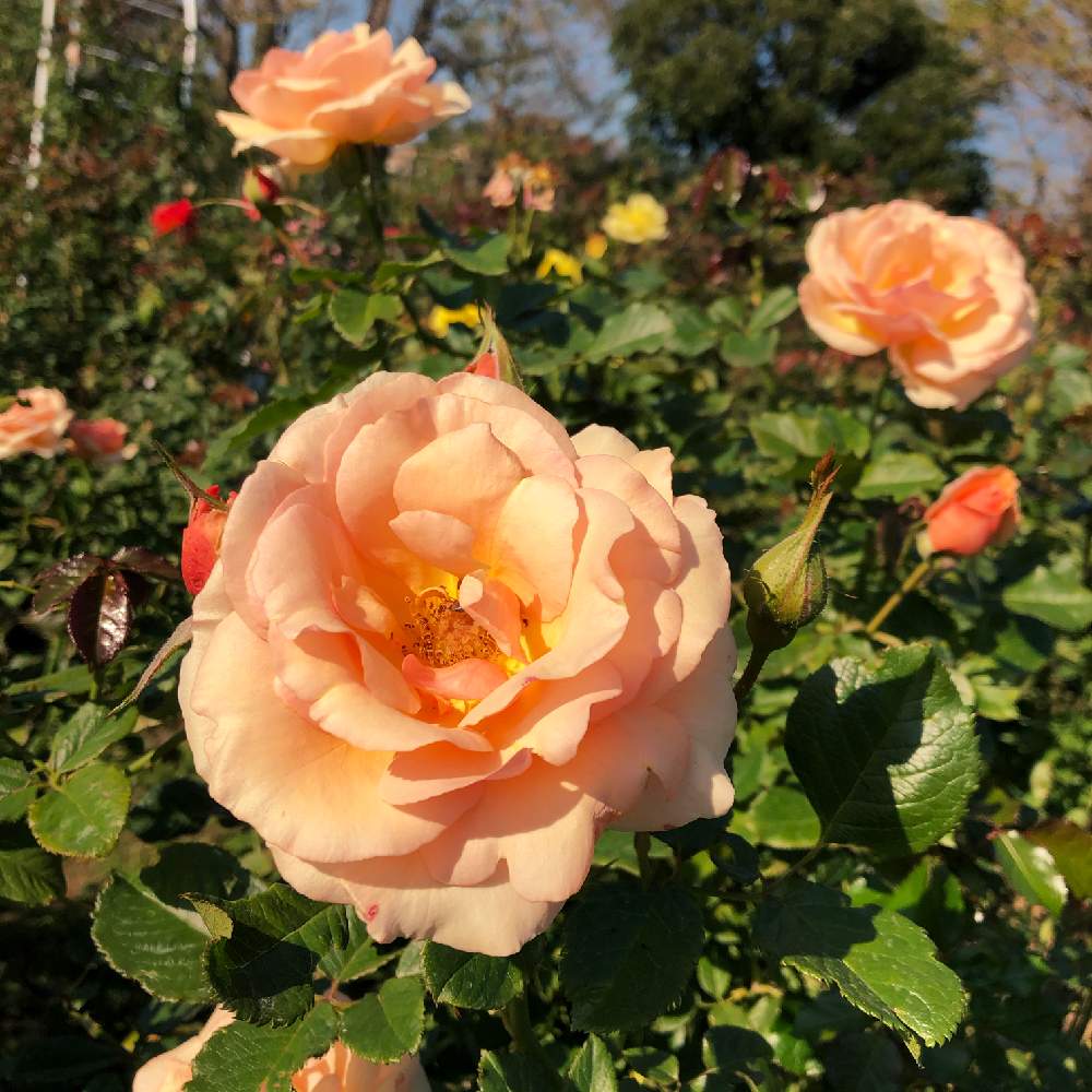 広い庭の画像 by karenさん | 広い庭と薔薇とばら バラ 薔薇とステキ☆と魅力的とGS映えと大好きときれいと橙色の花と美しいと綺麗とオレンジ色と可愛いと花のある暮らしとかわいいとお花とかわいいな♡とオレンジとあきとかわいい♡♡とボタニカルスポット2019秋と素敵と映え
