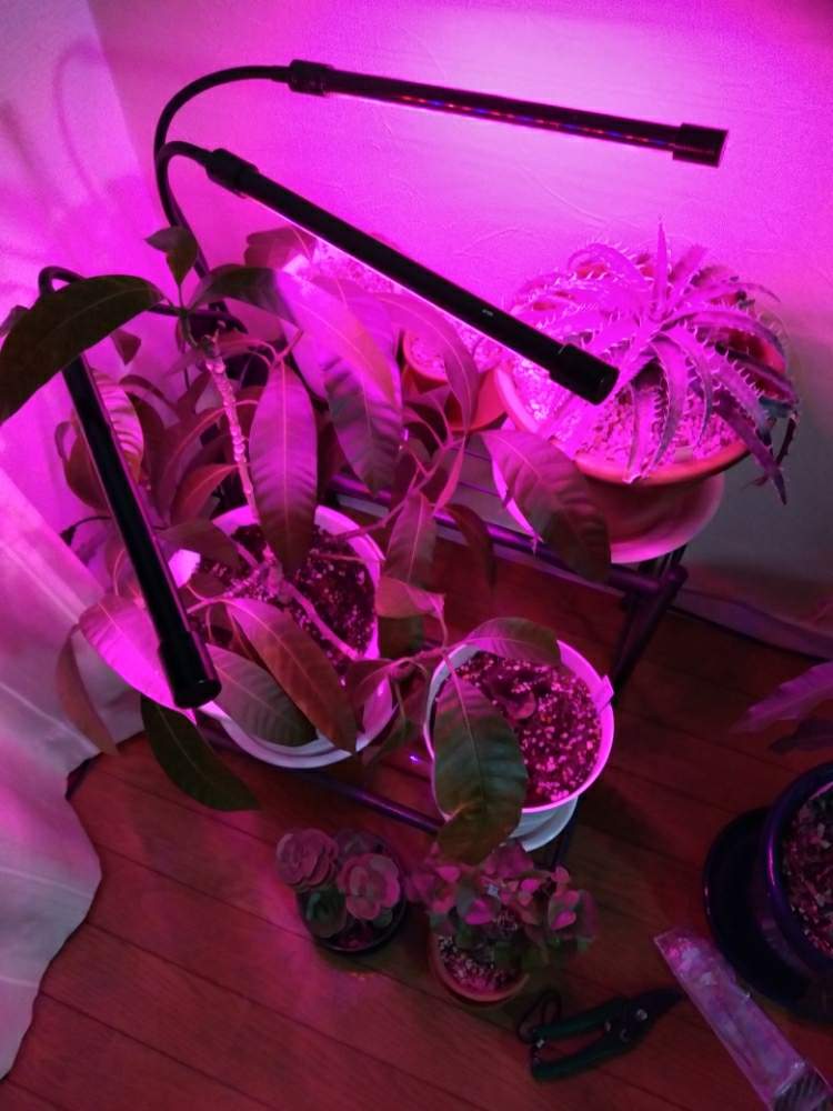 部屋の画像 by nkoakiさん | 部屋と植物育成ライトとふゆと室内と室内越冬と植物育成LEDライトと寒い